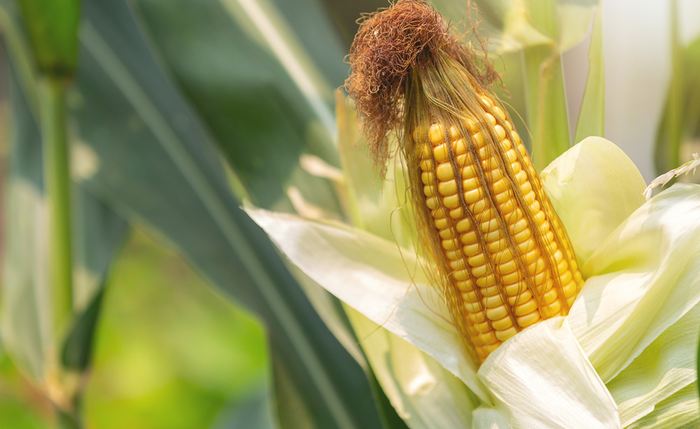 ADC_crop_economics